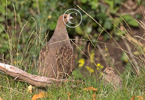 Grey Partridge and Young  DM1610